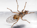 Scathophaga furcata